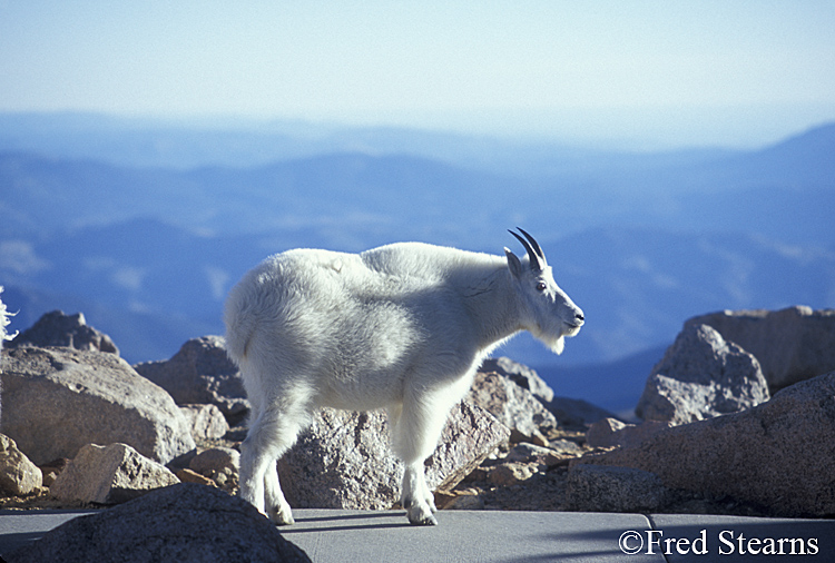 Mount Evans Mountain Goat