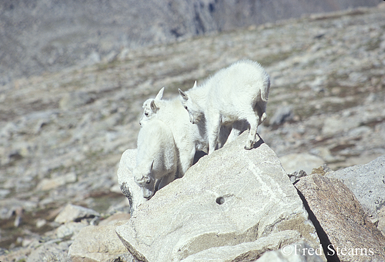 Mount Evans Mountain Goat