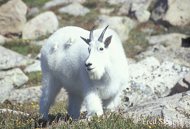 Mount Evans Mountain Goat