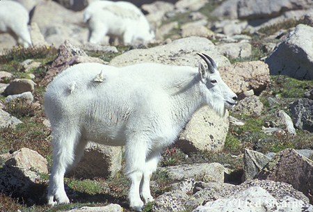 Arapaho NF Mount Evans Mountain Goat