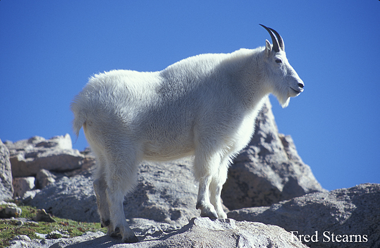 Mount Evans Mountain Goat