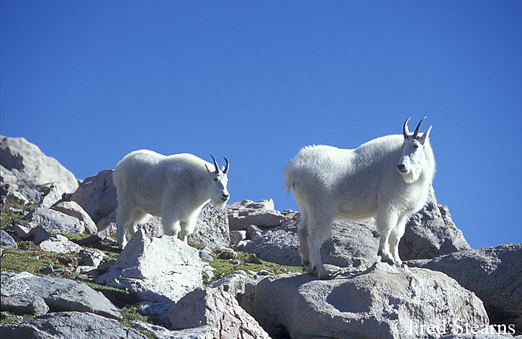 Mount Evans Mountain Goat