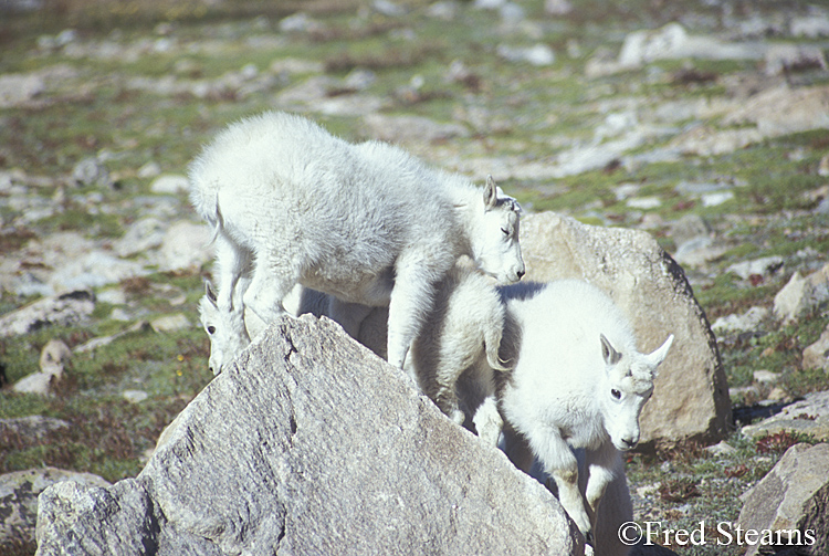 Mount Evans Mountain Goat