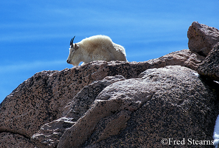 Arapaho NF Mount Evans Mountain Goat