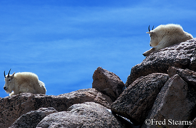 Mount Evans Mountain Goat