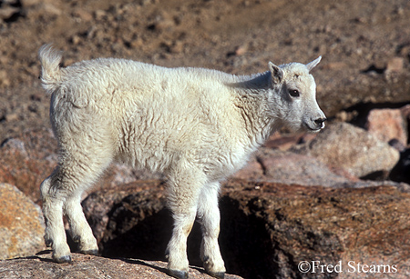 Arapaho NF Mount Evans Mountain Goat Kid