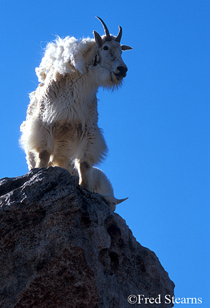 Arapaho NF Mount Evans Mountain Goat