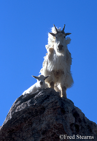 Arapaho NF Mount Evans Mountain Goat Nanny and Kid