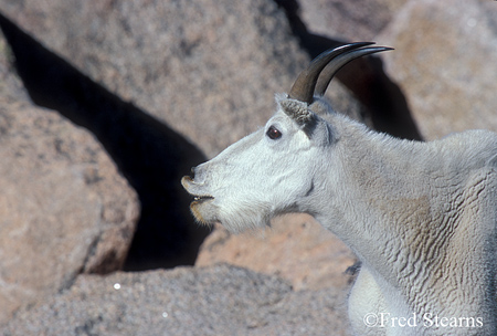 Arapaho NF Mount Evans Mountain Goat