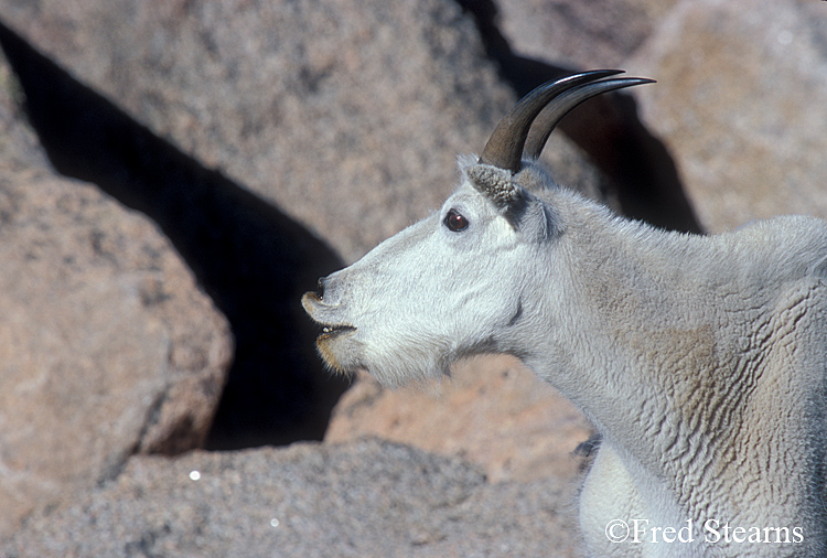 Mount Evans Mountain Goat