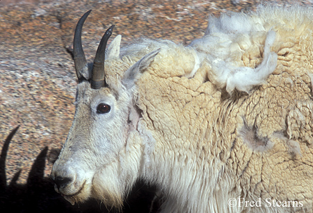 Arapaho NF Mount Evans Mountain Goat