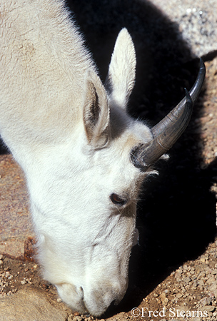 Arapaho NF Mount Evans Mountain Goat