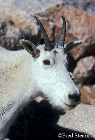 Arapaho NF Mount Evans Mountain Goat