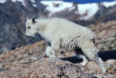 Arapaho NF Mount Evans Mountain Goat id