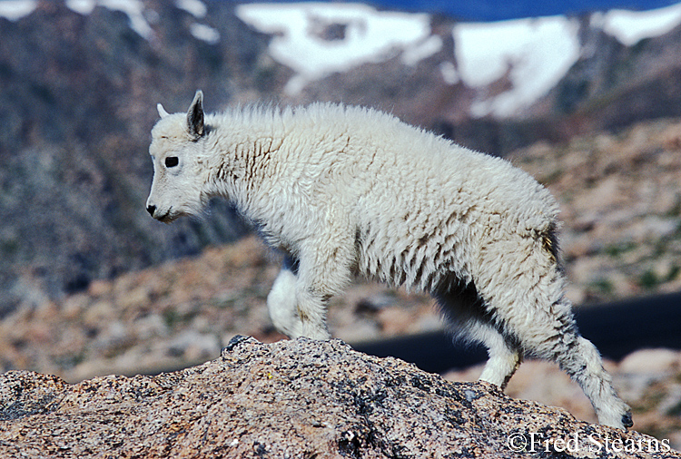 Mount Evans Mountain Goat