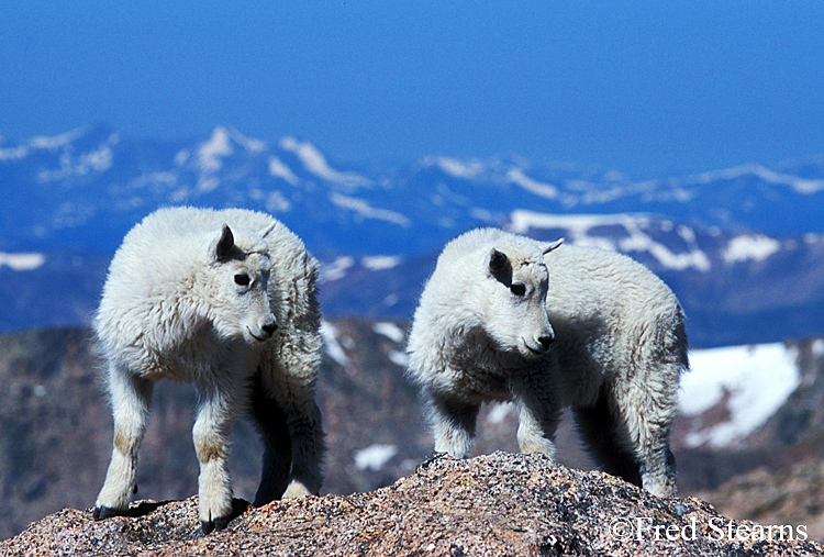 Mount Evans Mountain Goat