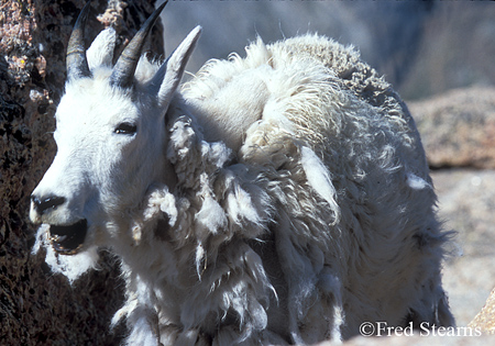 Arapaho NF Mount Evans Mountain Goat