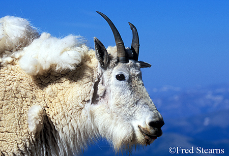 Arapaho NF Mount Evans Mountain Goat