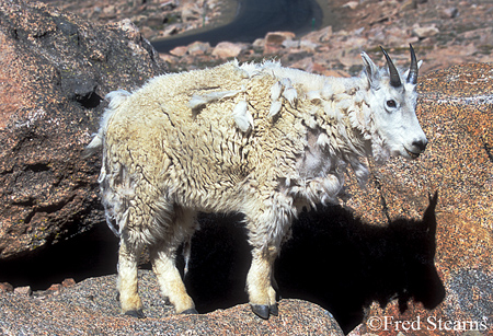 Arapaho NF Mount Evans Mountain Goat