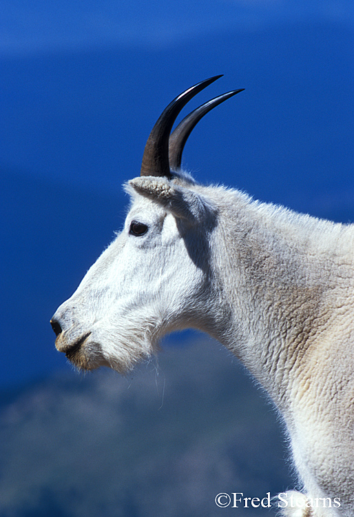 Mount Evans Mountain Goat