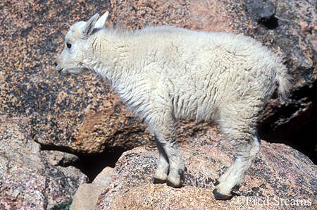 Arapaho NF Mount Evans Mountain Goat