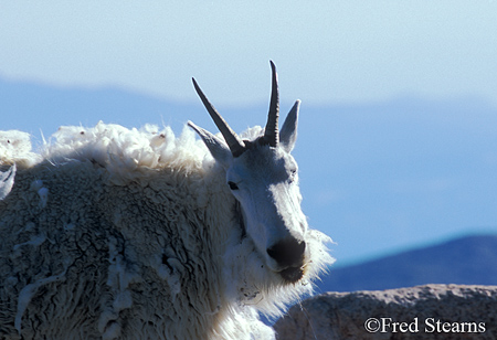 Arapaho NF Mount Evans Mountain Goat