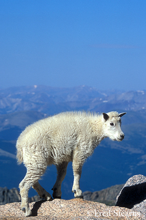 Arapaho NF Mount Evans Mountain Goat Kid