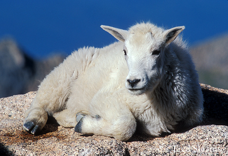 Arapaho NF Mount Evans Mountain Goat Kid