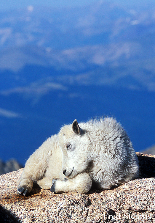 Mount Evans Mountain Goat