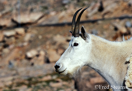 Arapaho NF Mount Evans Mountain Goat