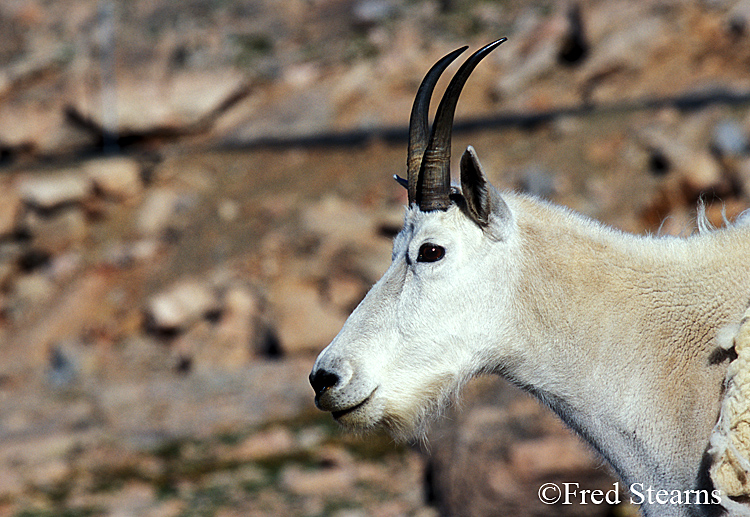 Mount Evans Mountain Goat