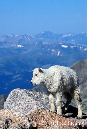 Arapaho NF Mount Evans Mountain Goat