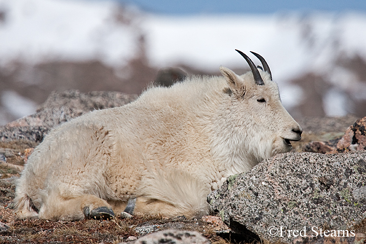 Mount Evans Mountain Goat