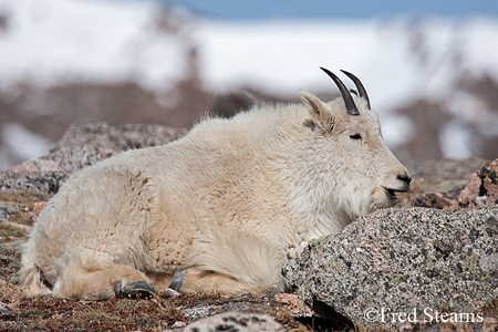 Arapaho NF Mount Evans Mountain Goat