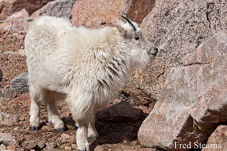 Mount Evans Mountain Goat