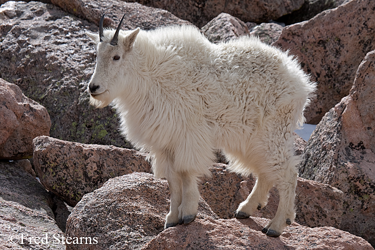 Mount Evans Mountain Goat