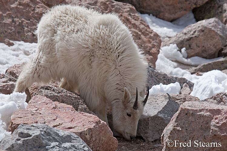 Mount Evans Mountain Goat