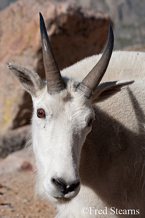 Mount Evans Mountain Goat