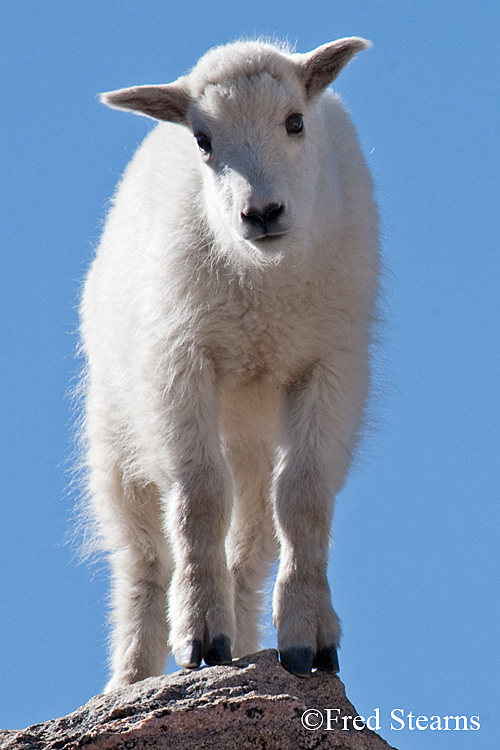 Mount Evans Mountain Goat