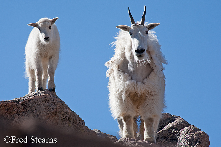 Mount Evans Mountain Goat