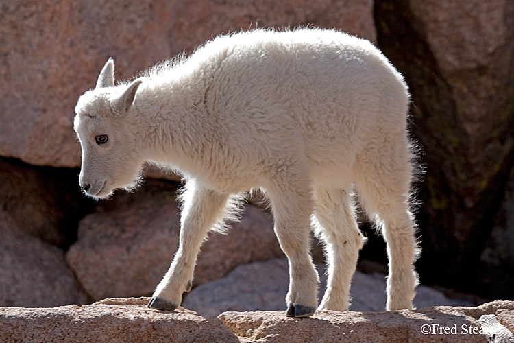 Mount Evans Mountain Goat