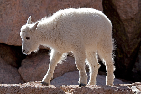 Arapaho NF Mount Evans Mountain Goat