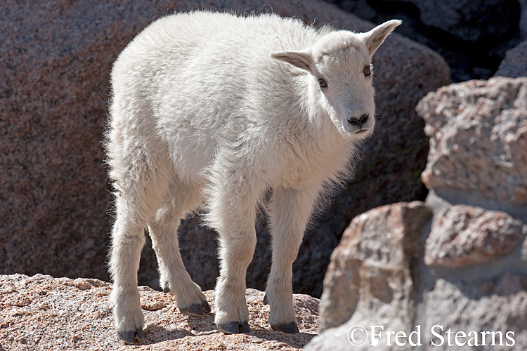 Mount Evans Mountain Goat