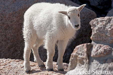 Arapaho NF Mount Evans Mountain Goat