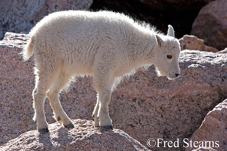 Mount Evans Mountain Goat