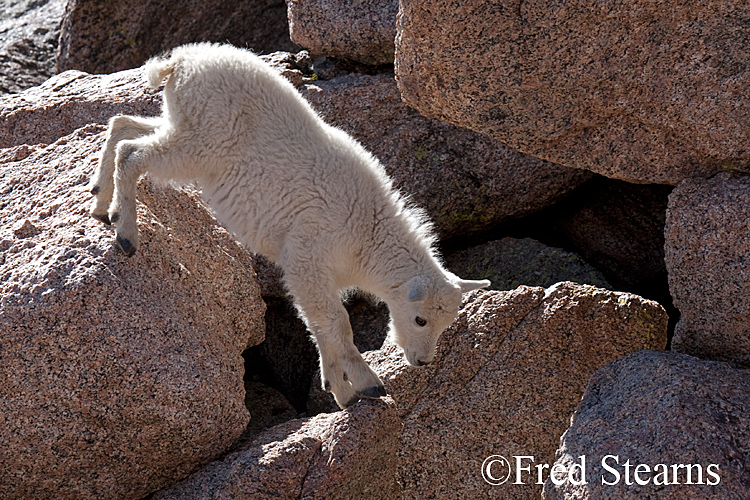 Mount Evans Mountain Goat