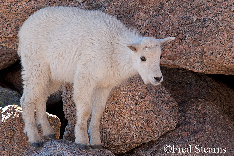 Mount Evans Mountain Goat