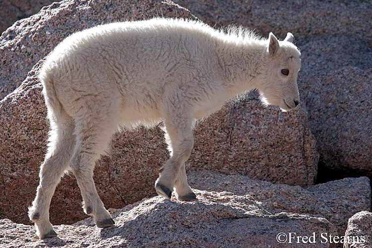 Mount Evans Mountain Goat