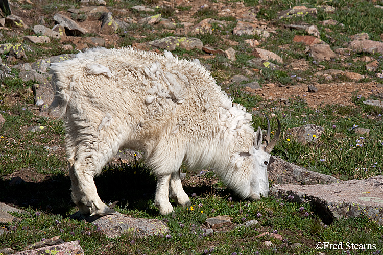 Mount Evans Mountain Goat