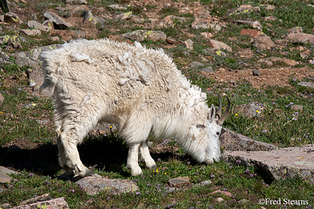 Arapaho NF Mount Evans Mountain Goat